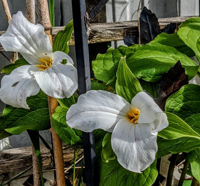 Trillium